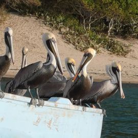 Antilles Les Grenadines - 15 jours Antilles Les Grenadines - 15 jours
