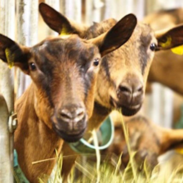 Aventure avec les chiens de traîneau