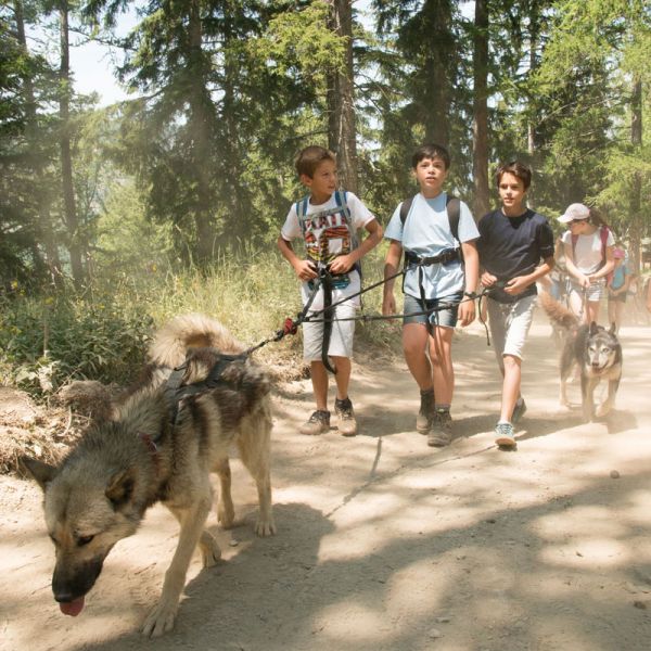 Aventure avec les chiens de traîneau